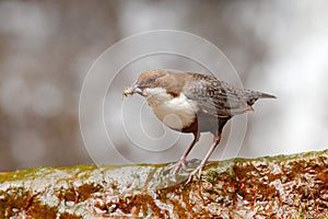 White-throated Dipper, Cinclus cinclus, brown bird with white throat in the river, waterfall in the background, animal behavior in