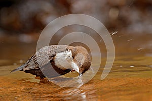 White-throated Dipper, Cinclus cinclus, brown bird with white throat in the river, waterfall in the background, animal behavior in