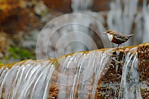 White-throated Dipper, Cinclus cinclus, brown bird with white throat in the river, waterfall in the background, animal behavior in