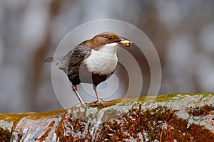 White-throated Dipper, Cinclus cinclus, brown bird with white throat in the river, waterfall in the background, animal behavior in