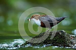 White-throated Dipper, Cinclus cinclus,with food in the bill, nesting time. A bird that can swim. Animal behavior in the nature