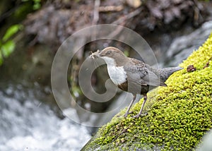 White-throated dipper (Cinclus cinclus) with food for chicks in its beak in a typical nesting habitat.