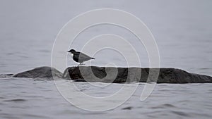 White-throated dipper (Cinclus cinclus) on the North river.