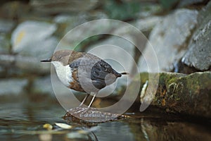 White Throated Dipper, cinclus cinclus, standing near Water