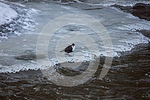 White-throated dipper (Cinclus cinclus) standing on river ice.