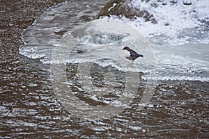 White-throated dipper (Cinclus cinclus) standing on river ice.