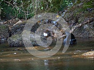 White-throated dipper, Cinclus cinclus. Urban nature, river, Scotland