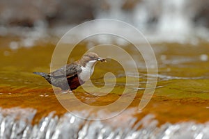 White-throated Dipper, Cinclus cinclus, water diver with food in the bill, Germany. Bird with waterfall. Brown bird with white