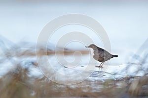 White-throated dipper on the edge of the ice