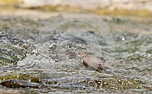 A White-throated Dipper fishing in the river