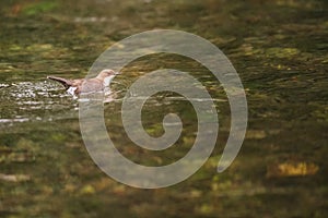 A white-throated dipper foraging for food in a river