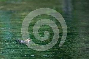 A white-throated dipper foraging for food in a river