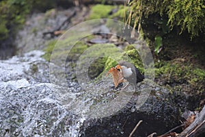 white-throated dipper germany