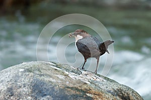 White-throated dipper with insects caught in its beak