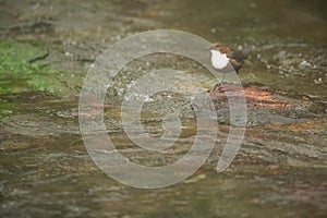 A white-throated dipper perched on a rock along a river