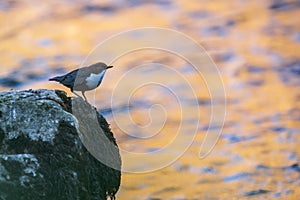 A white-throated dipper perched on a rock along a river