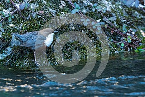 A white-throated dipper perched on a rock along a river