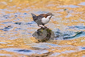 A white-throated dipper perched on a rock along a river