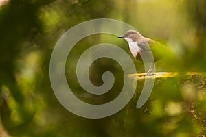 A white-throated dipper perched on a rock along a river