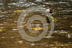 A white-throated dipper perched on a rock along a river