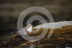 White-throated dipper in the river