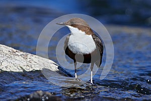 White-throated dipper in a river