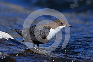 White-throated dipper in a river