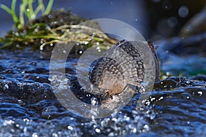 White-throated dipper in a river