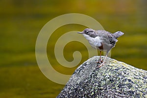 White-throated dipper on a rock in water - European dipper - Cinclus cinclus - mierla de apa-  pescÄƒrelul negru