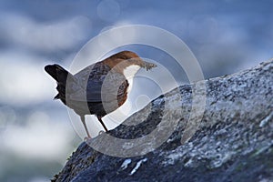 White-throated dipper in spring