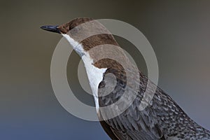 White-throated dipper in spring