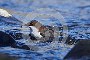 White-throated dipper in spring