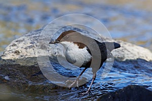 White-throated dipper in spring