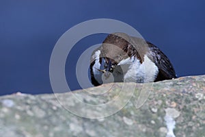 White-throated dipper in spring