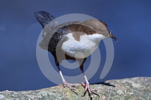 White-throated dipper in spring