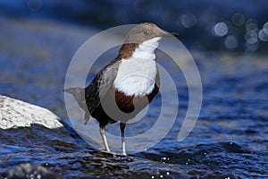 White-throated dipper in spring in saxon