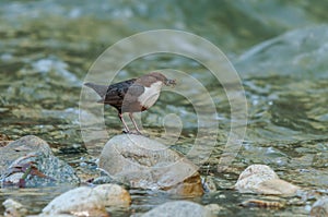 White-throated dipper standing on a rock holding food in its mouth