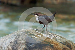 White-throated dipper standing on a stone
