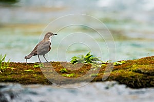 A white-throated dipper walking along a river