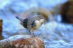 White-throated dipper young