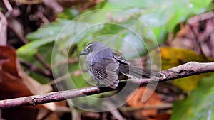 White-throated Fantail nature bird comes to dring and play water