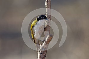White Throated Honeyeater on the Lookout