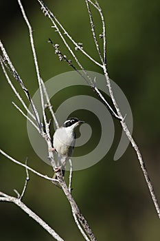 White-throated Honeyeater (Melithreptus albogularis)