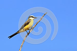 White-throated Kingbird Tyrannus albogularis perched on a branch above a blue sky