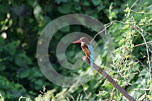 White throated kingfisher