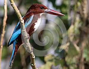 White throated kingfisher