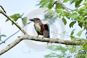 White throated kingfisher