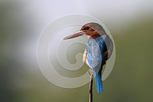 White throated kingfisher photo