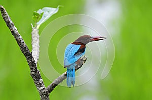 White-Throated Kingfisher