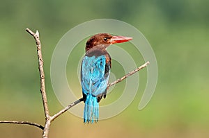 White Throated Kingfisher